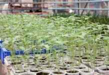 Edirne’de Kuraklık ve Hastalığa Dayanıklı Yeni Ayçiçeği Türü – Geliştirme ve Faydaları edirnede-kuraklk-ve-hastala-dayankl-yeni-ayiei-tr-gelitirme-ve-faydalar