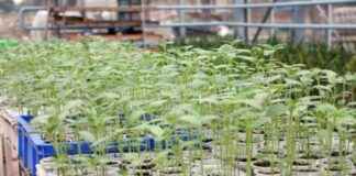 Edirne’de Kuraklık ve Hastalığa Dayanıklı Yeni Ayçiçeği Türü – Geliştirme ve Faydaları edirnede-kuraklk-ve-hastala-dayankl-yeni-ayiei-tr-gelitirme-ve-faydalar