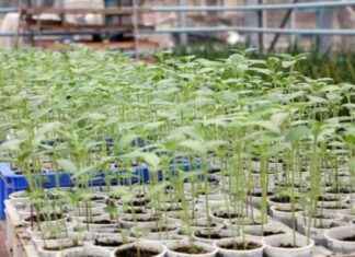 Edirne’de Kuraklık ve Hastalığa Dayanıklı Yeni Ayçiçeği Türü – Geliştirme ve Faydaları edirnede-kuraklk-ve-hastala-dayankl-yeni-ayiei-tr-gelitirme-ve-faydalar