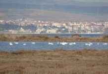 Çanakkale’deki Kuş Popülasyonu ve İklim Değişikliği Etkileşimi anakkaledeki-ku-poplasyonu-ve-iklim-deiiklii-etkileimi