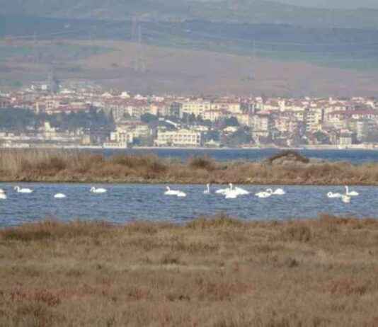 Çanakkale’deki Kuş Popülasyonu ve İklim Değişikliği Etkileşimi anakkaledeki-ku-poplasyonu-ve-iklim-deiiklii-etkileimi
