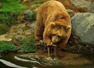 Ayıların Kış Beslenme Alışkanlıkları: Meyve ve Balık Tercihi aylarn-k-beslenme-alkanlklar-meyve-ve-balk-tercihi