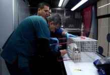 Balıkesir’de Sokak Hayvanları için Can Dost Projesi başlıyor balkesirde-sokak-hayvanlar-iin-can-dost-projesi-balyor