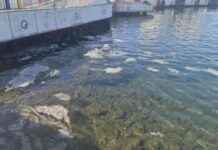 Balıkçılar İstanbul’daki Müsilaj Sorunundan Endişeli balklar-istanbuldaki-msilaj-sorunundan-endieli