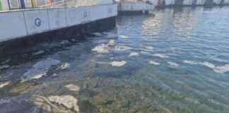 Balıkçılar İstanbul’daki Müsilaj Sorunundan Endişeli balklar-istanbuldaki-msilaj-sorunundan-endieli