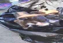 Edirne’de Yavru Köpekler Poşet İçinde Çöpe Atıldı: 2 Gözaltı edirnede-yavru-kpekler-poet-iinde-pe-atld-2-gzalt