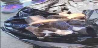 Edirne’de Yavru Köpekler Poşet İçinde Çöpe Atıldı: 2 Gözaltı edirnede-yavru-kpekler-poet-iinde-pe-atld-2-gzalt