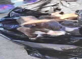 Edirne’de Yavru Köpekler Poşet İçinde Çöpe Atıldı: 2 Gözaltı edirnede-yavru-kpekler-poet-iinde-pe-atld-2-gzalt