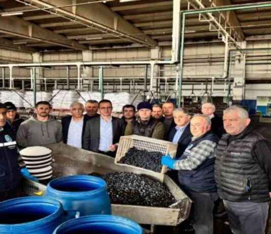 Kaymakam Karaman, Marmarabirlik İznik Zeytin Kooperatifi Ziyareti kaymakam-karaman-marmarabirlik-iznik-zeytin-kooperatifi-ziyareti