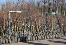 Kocaeli’de Meyveciliğin Gelişmesi İçin Çiftçilere Fidan Desteği: 7.600 Adet kocaelide-meyveciliin-gelimesi-iin-iftilere-fidan-destei-7600-adet