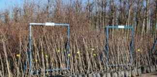 Kocaeli’de Meyveciliğin Gelişmesi İçin Çiftçilere Fidan Desteği: 7.600 Adet kocaelide-meyveciliin-gelimesi-iin-iftilere-fidan-destei-7600-adet