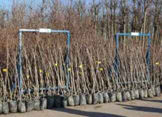 Kocaeli’de Meyveciliğin Gelişmesi İçin Çiftçilere Fidan Desteği: 7.600 Adet kocaelide-meyveciliin-gelimesi-iin-iftilere-fidan-destei-7600-adet