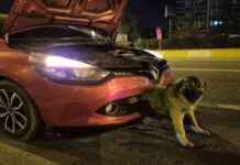 Köpeği Kurtaran İtfaiye: Otomobilin Tamponuna Sıkıştıracak kpei-kurtaran-itfaiye-otomobilin-tamponuna-sktracak