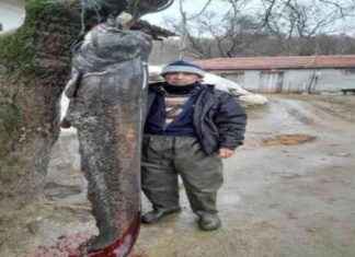 Meriç Nehri’nde Yakalanan 2.5 Metre Boyunda Yayın Balığı Hakkında Bilgi meri-nehrinde-yakalanan-25-metre-boyunda-yayn-bal-hakknda-bilgi