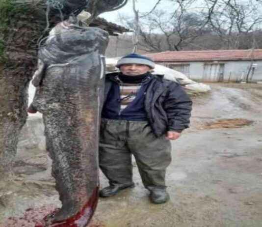 Meriç Nehri’nde Yakalanan 2.5 Metre Boyunda Yayın Balığı Hakkında Bilgi meri-nehrinde-yakalanan-25-metre-boyunda-yayn-bal-hakknda-bilgi
