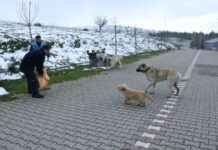 Balıkesir Belediye Başkanı Akın’dan Sokak Hayvanlarına Kış Yardımı balkesir-belediye-bakan-akndan-sokak-hayvanlarna-k-yardm