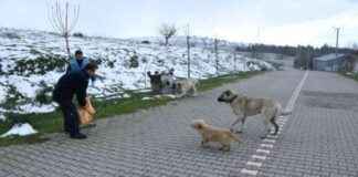Balıkesir Belediye Başkanı Akın’dan Sokak Hayvanlarına Kış Yardımı balkesir-belediye-bakan-akndan-sokak-hayvanlarna-k-yardm