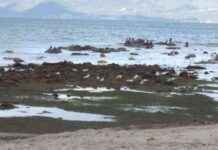 Burhaniye’de Deniz Çekilerek Antik Liman Keşfedildi burhaniyede-deniz-ekilerek-antik-liman-kefedildi