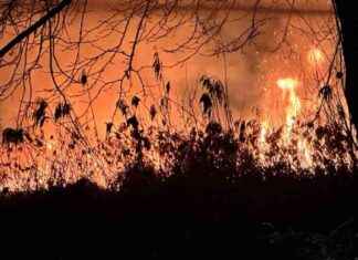 Bursa İznik Gölü Sazlık Yangını: Son Durum ve Güncel Haber bursa-iznik-gl-sazlk-yangn-son-durum-ve-gncel-haber