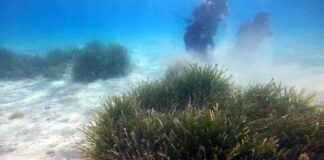 Deniz Çayırlarında Türlerin Yok Olma Tehlikesi: Prof. Dr. Tecer deniz-ayrlarnda-trlerin-yok-olma-tehlikesi-prof-dr-tecer