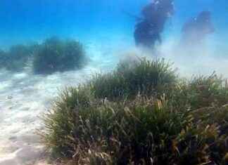 Deniz Çayırlarında Türlerin Yok Olma Tehlikesi: Prof. Dr. Tecer deniz-ayrlarnda-trlerin-yok-olma-tehlikesi-prof-dr-tecer