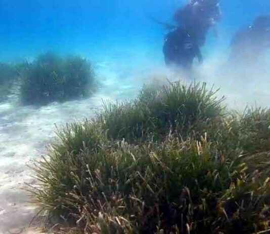 Deniz Çayırlarında Türlerin Yok Olma Tehlikesi: Prof. Dr. Tecer deniz-ayrlarnda-trlerin-yok-olma-tehlikesi-prof-dr-tecer