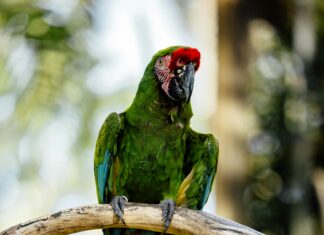 Çorlu Aras Kargo İle Hızlı Ve Güvenilir Gönderim Nasıl Yapılır?