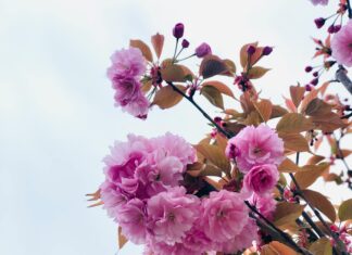 Çorlu Adalet Sarayı: Adaletin Kalesinde Neler Oluyor?